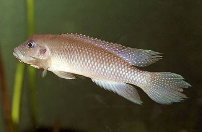 Lamprologus werneri